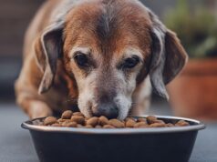 Adozioni di cani e gatti anziani: torna “Aggiungi un nonno a tavola” Adozioni di cani e gatti anziani: torna “Aggiungi un nonno a tavola”