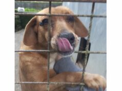 Rapallo, cane tenuto in isolamento sociale: sequestro penale e denuncia per maltrattamento Rapallo, cane tenuto in isolamento sociale: sequestro penale e denuncia per maltrattamento