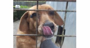 Rapallo, cane tenuto in isolamento sociale: sequestro penale e denuncia per maltrattamento Rapallo, cane tenuto in isolamento sociale: sequestro penale e denuncia per maltrattamento