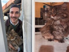 Genova, recuperato gatto scomparso nel centro storico Genova, recuperato gatto scomparso nel centro storico