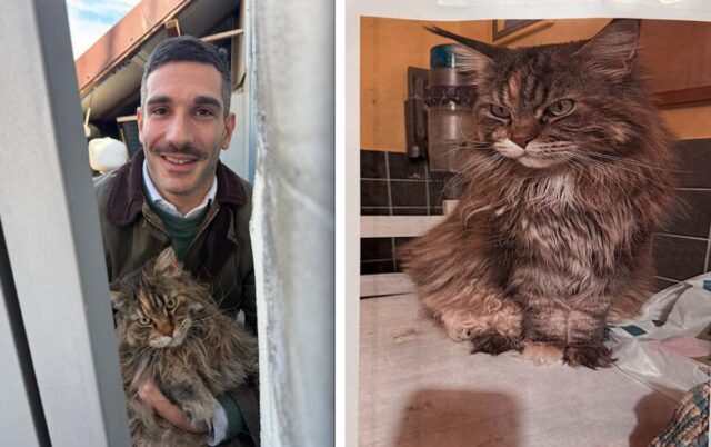 Genova, recuperato gatto scomparso nel centro storico